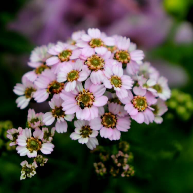 Plant image Achillea sibirica subsp. camschatica 'Love Parade'