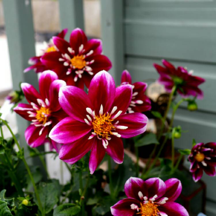 plant image 1347018 plant image 1347018