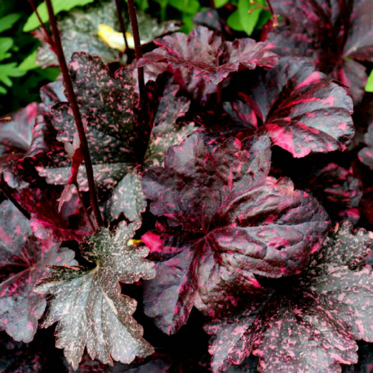 plant image 1356195