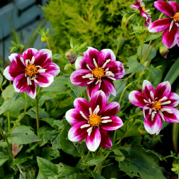 plant image 1359255 plant image 1359255