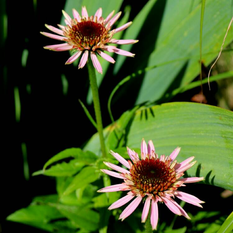 plant image 1360459 plant image 1360459