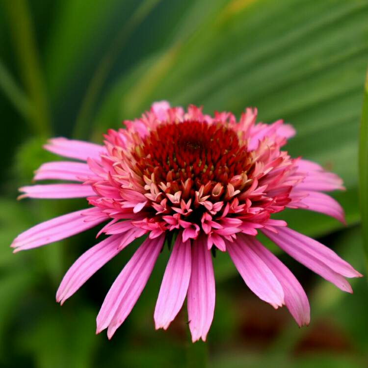 plant image 1362396 plant image 1362396
