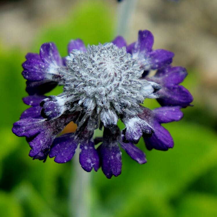 Plant image Primula capitata 'Noverna Deep Blue'