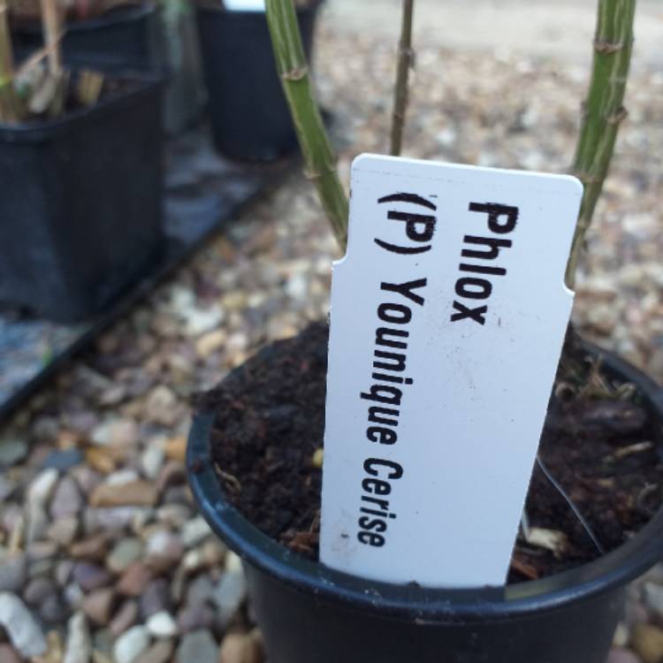Plant image Phlox Paniculata 'Younique Cerise'