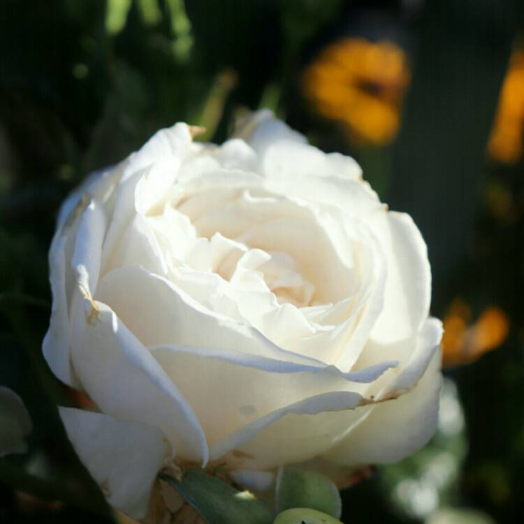 plant image 1365162 plant image 1365162
