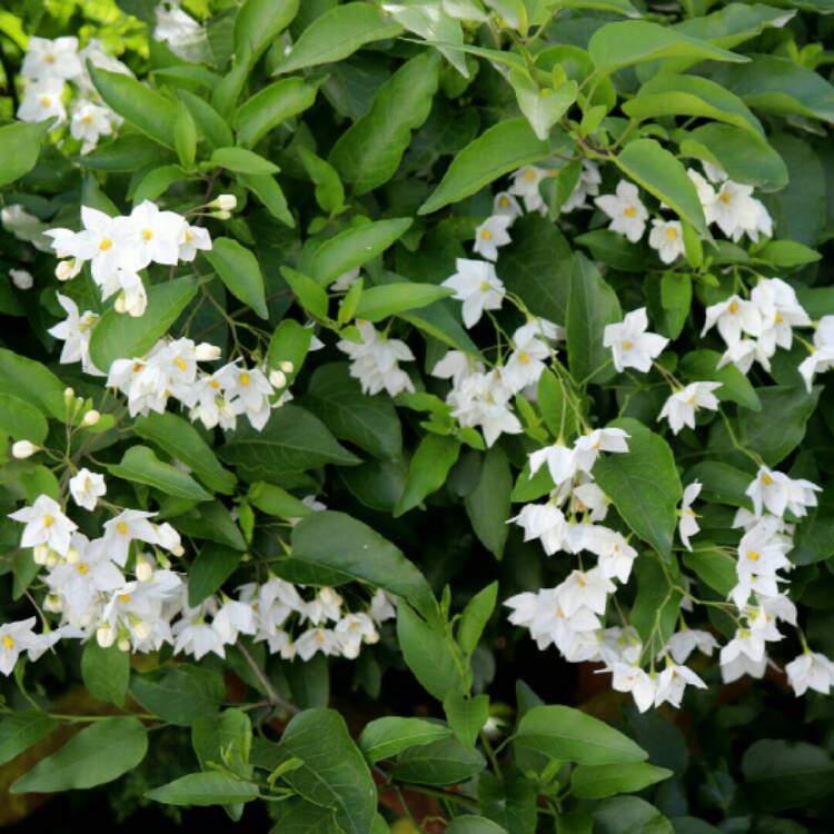 plant image 1367055 plant image 1367055
