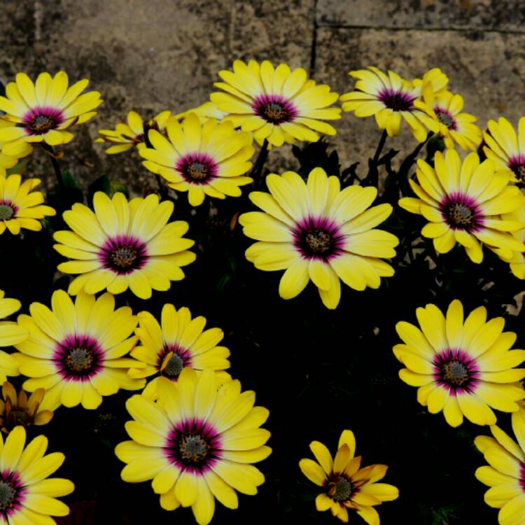 plant image 1368882 plant image 1368882