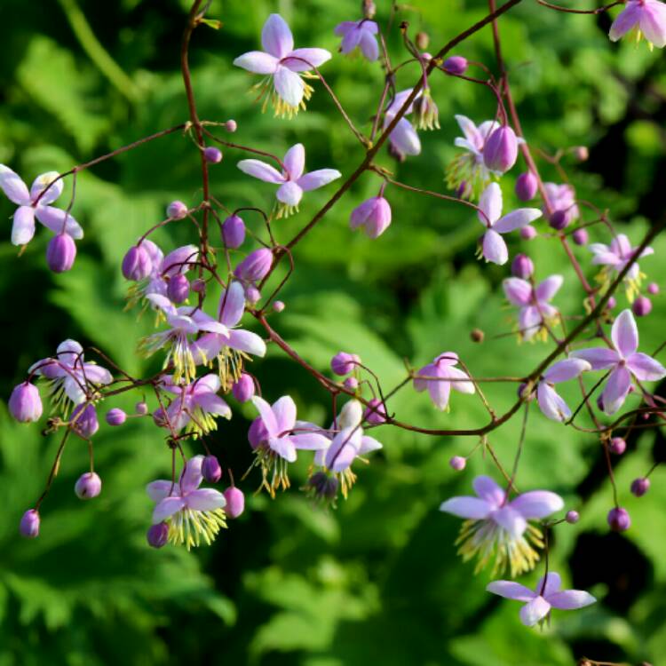 plant image 1371871 plant image 1371871
