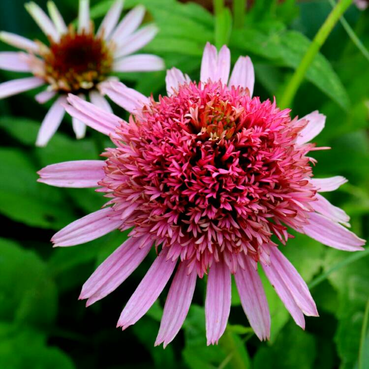 plant image 1372553 plant image 1372553
