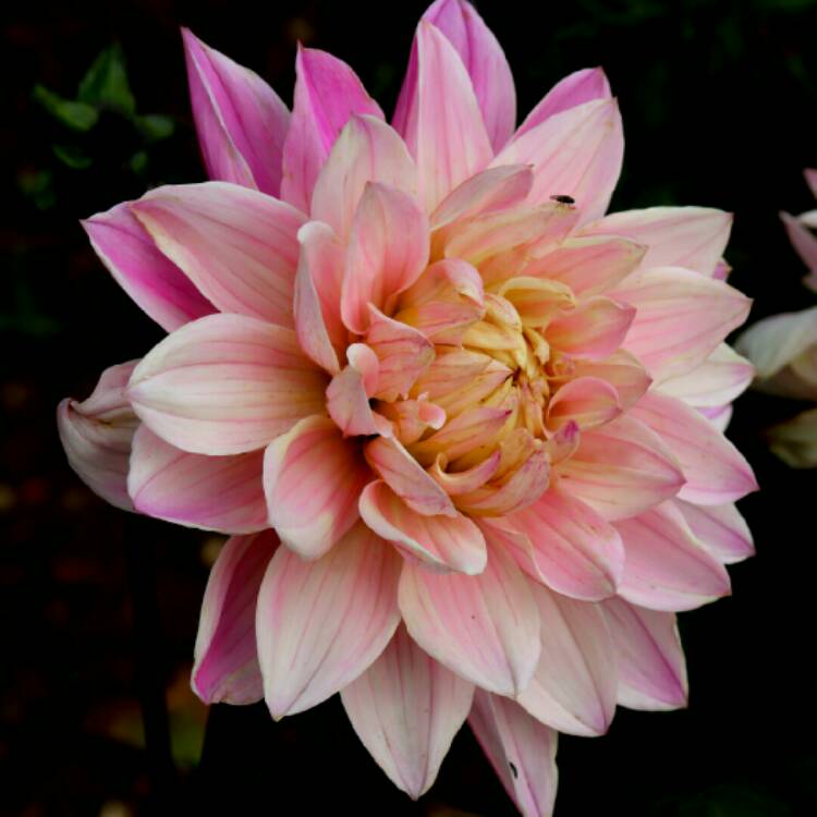 plant image 1372556 plant image 1372556