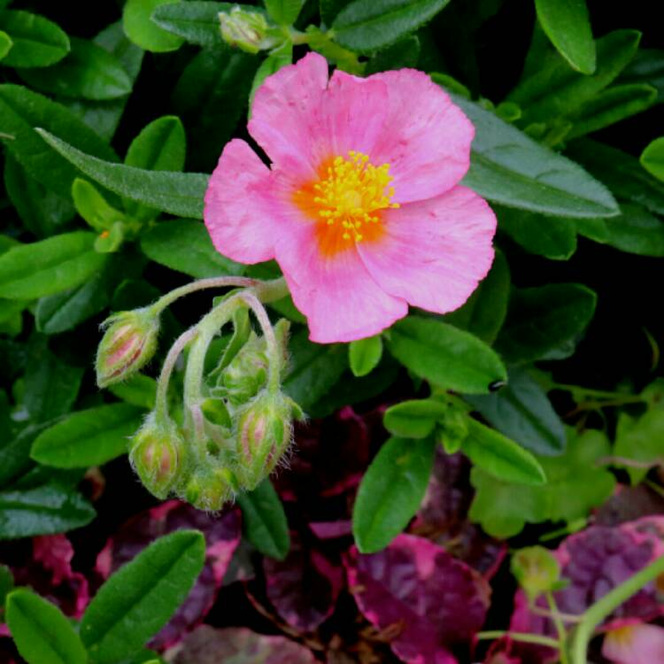 plant image 1374563