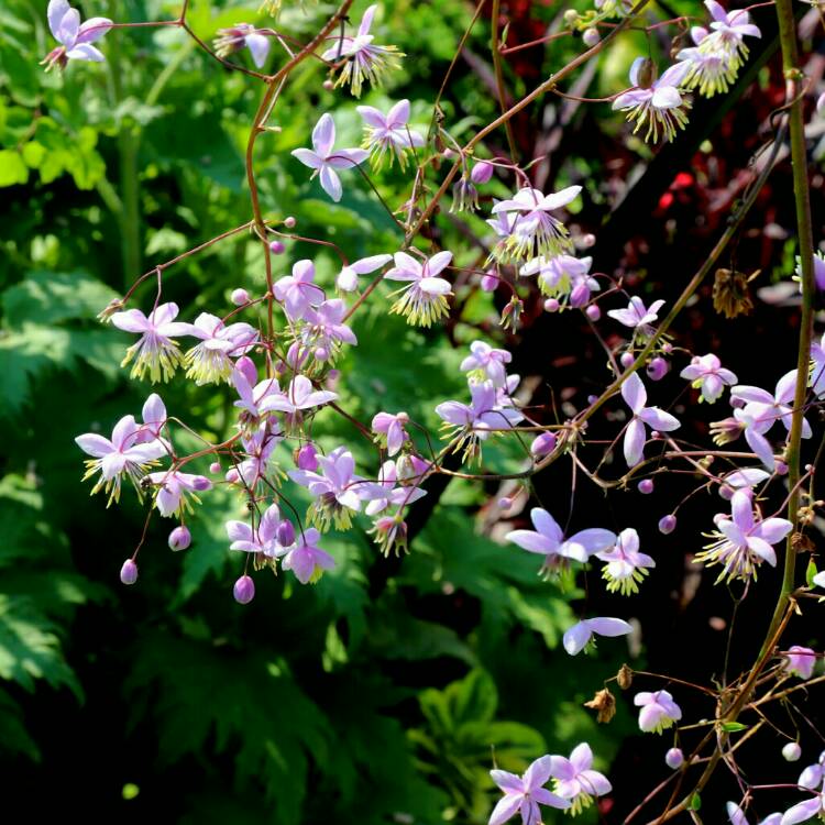 Plant image Thalictrum delavayi