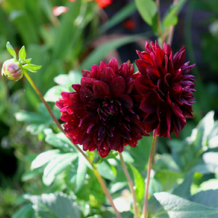 plant image 1376950 plant image 1376950