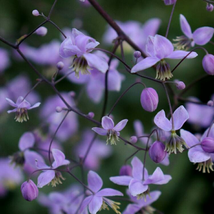 plant image 1378456 plant image 1378456