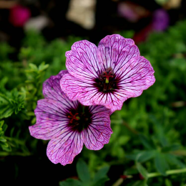 plant image 1380143 plant image 1380143