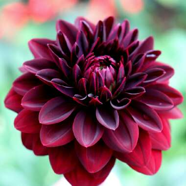 Dahlia 'Arabian Night'
