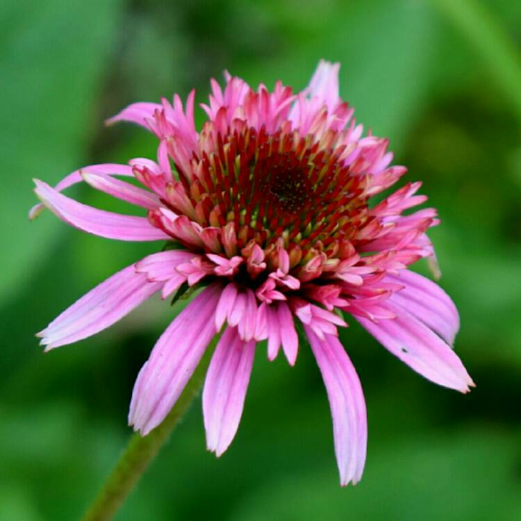 plant image 1383536 plant image 1383536