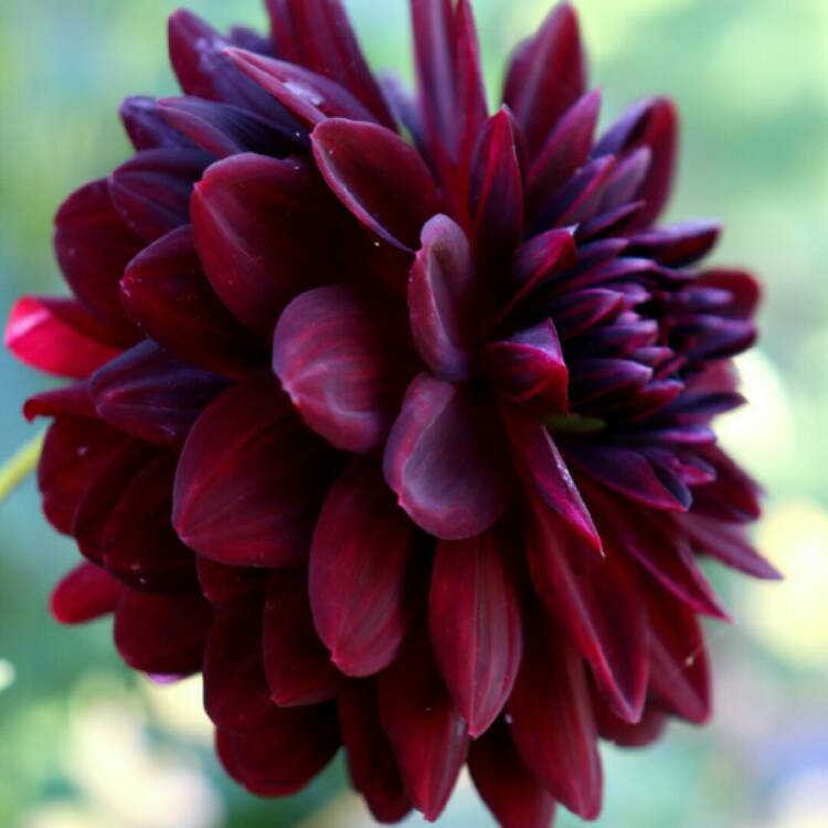 plant image 1384603 plant image 1384603