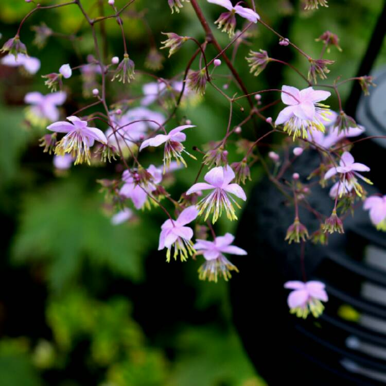 plant image 1384604 plant image 1384604