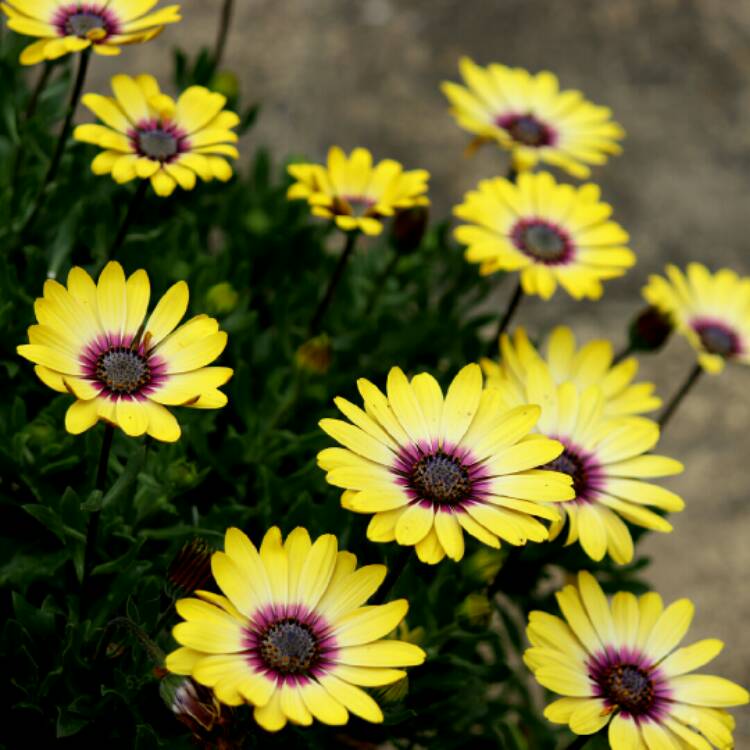 Plant image Osteospermum 'Serenity Blue Eyed Beauty'