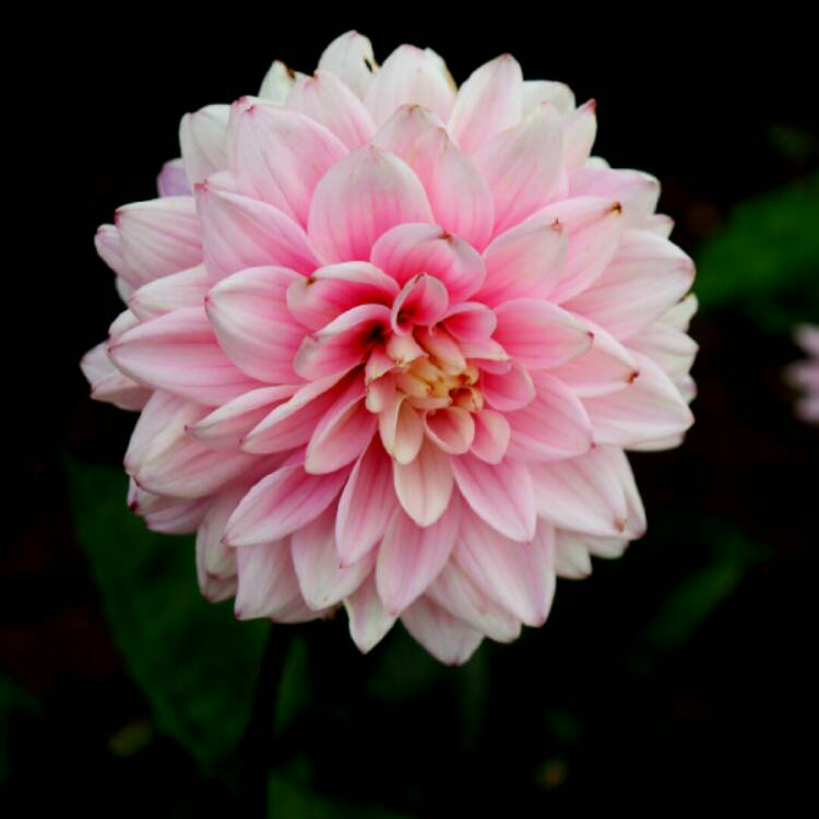 plant image 1389138 plant image 1389138