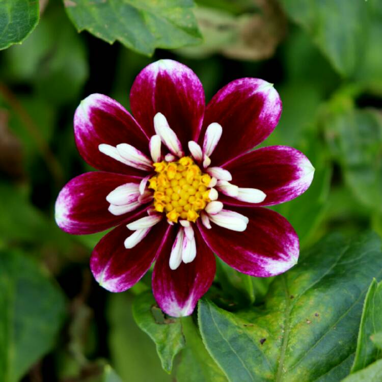 plant image 1389601 plant image 1389601