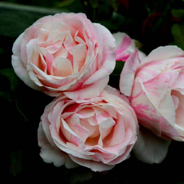 plant image 1391581