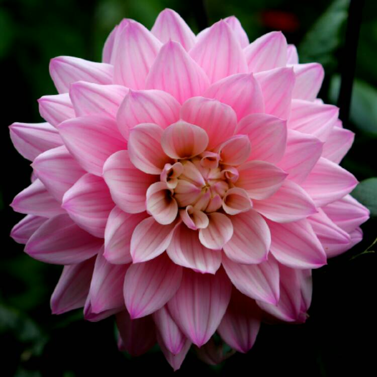 plant image 1392619 plant image 1392619