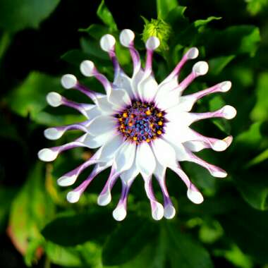 Osteospermum 'Whirligig'