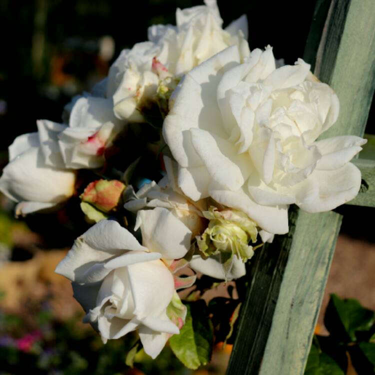 plant image 1394247 plant image 1394247