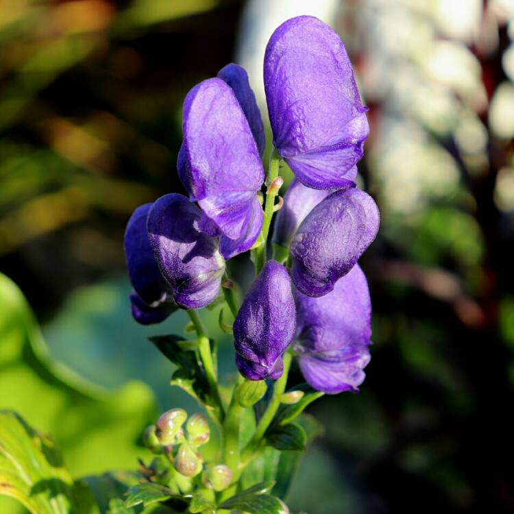 Plant image Aconitum carmichaelii syn. A. fischeri