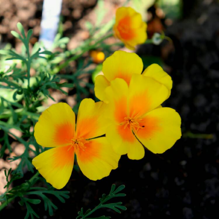 plant image 1394910 plant image 1394910