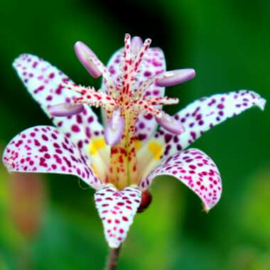 Tricyrtis hirta