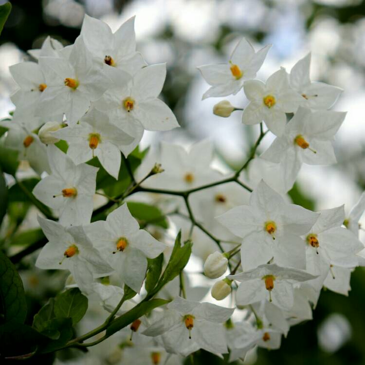 plant image 1396583 plant image 1396583