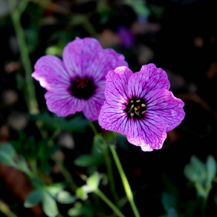 plant image 1396585 plant image 1396585