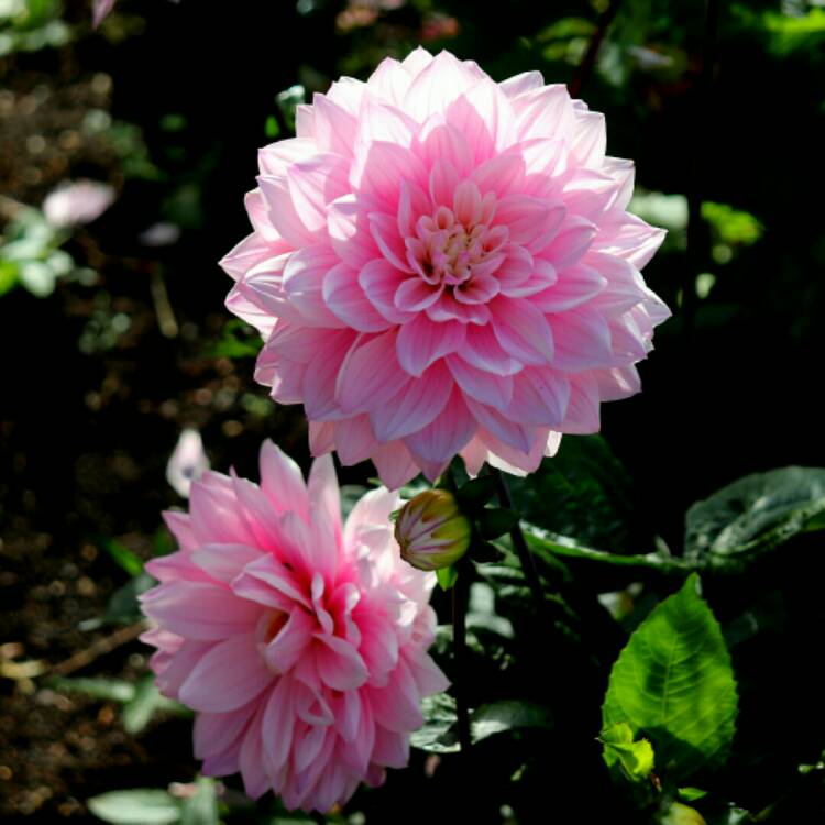 plant image 1397277 plant image 1397277