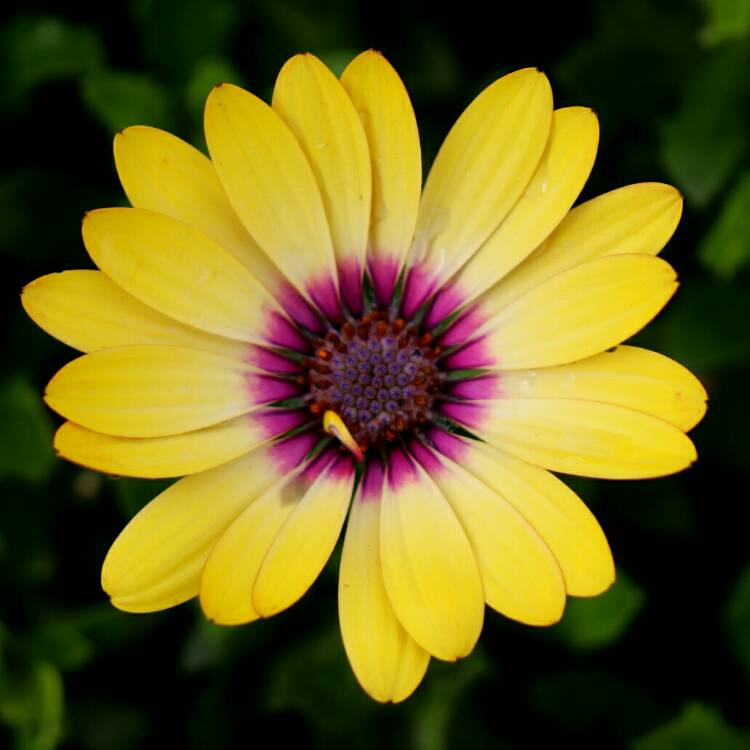 plant image 1400482 plant image 1400482