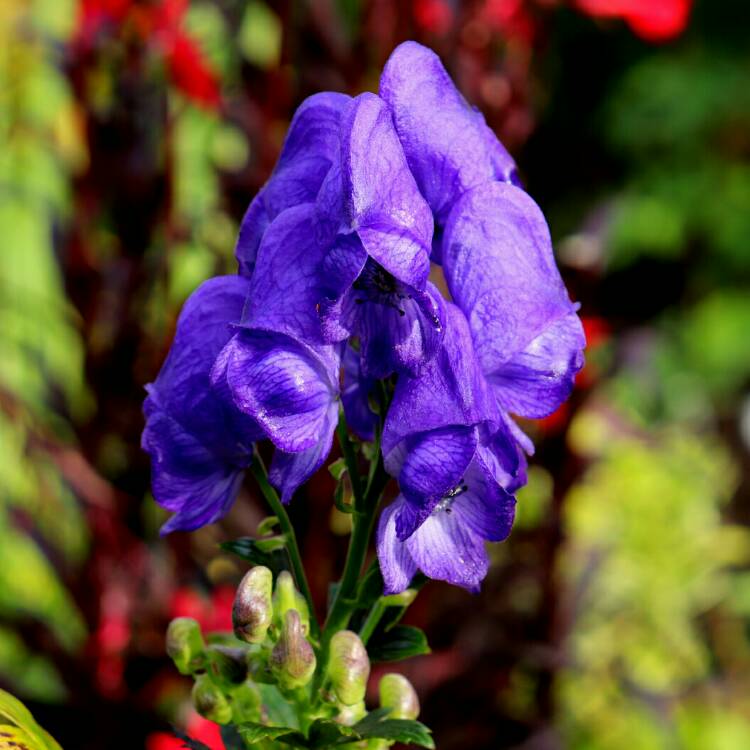 Plant image Aconitum carmichaelii syn. A. fischeri