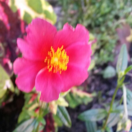 plant image 140297