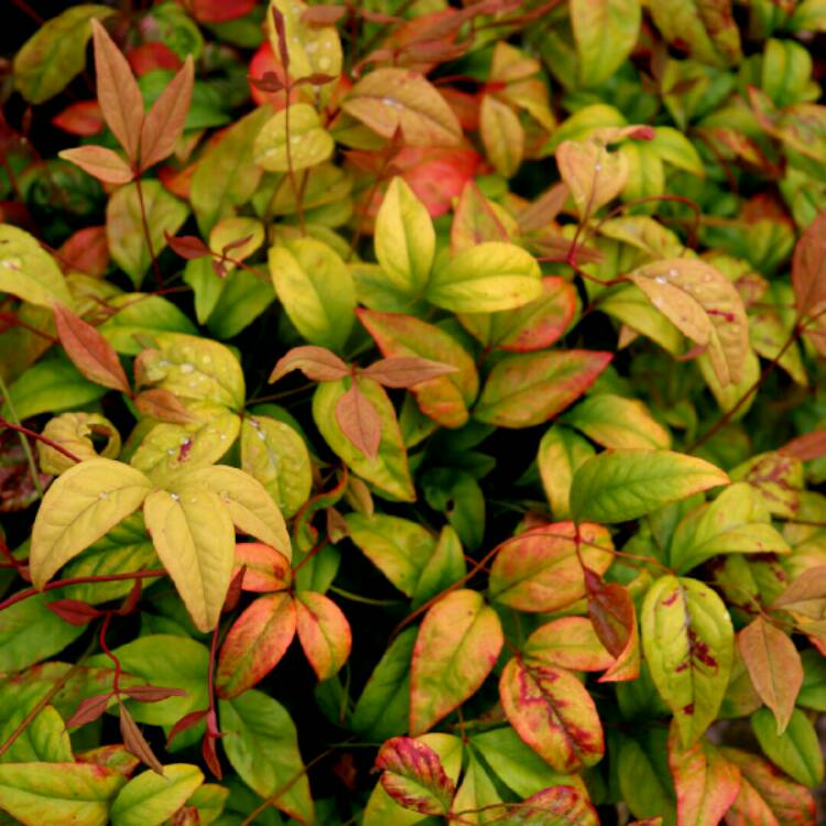 plant image 1407529 plant image 1407529
