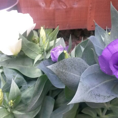 Plant image Eustoma russellianum