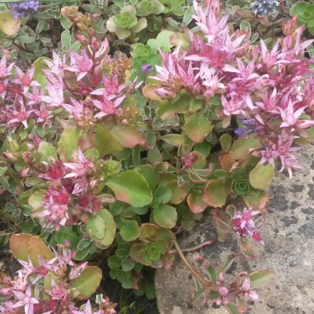 plant image 175567
