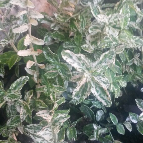 Plant image Euonymus fortunei 'Harlequin'