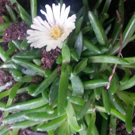 Delosperma Congestum
