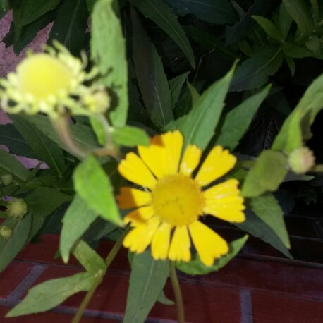 Plant image Helenium autumnale 'Butterpat'
