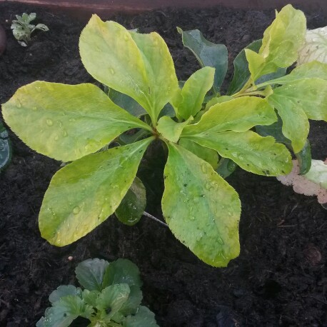plant image 250398