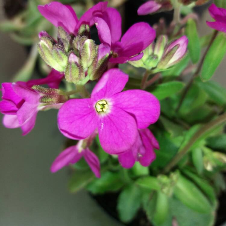 Plant image Arabis blepharophylla 'Rose Delight'