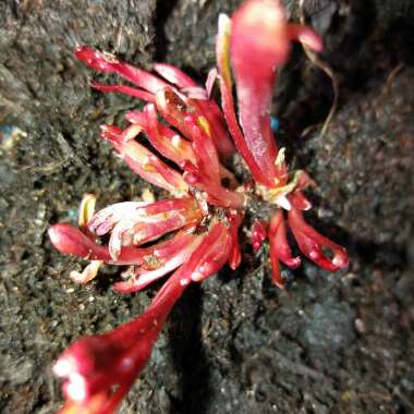Oenothera missouriensis