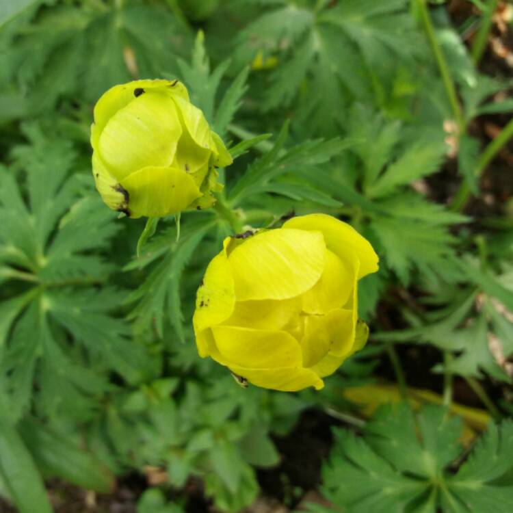 plant image 409966