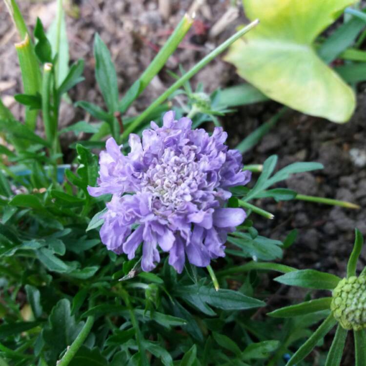 plant image 413856